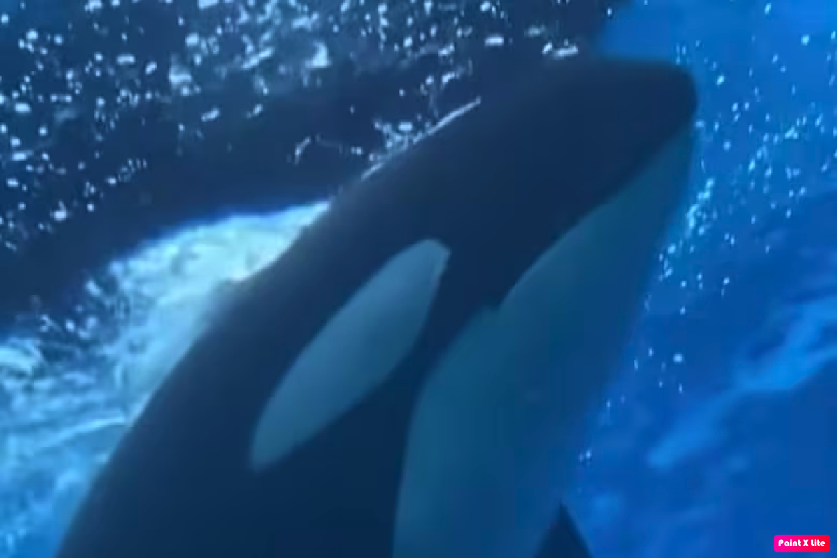 How Did Marineland Kiska Orca Die? What Happened To Canada’s Last Captive Killer Whale~